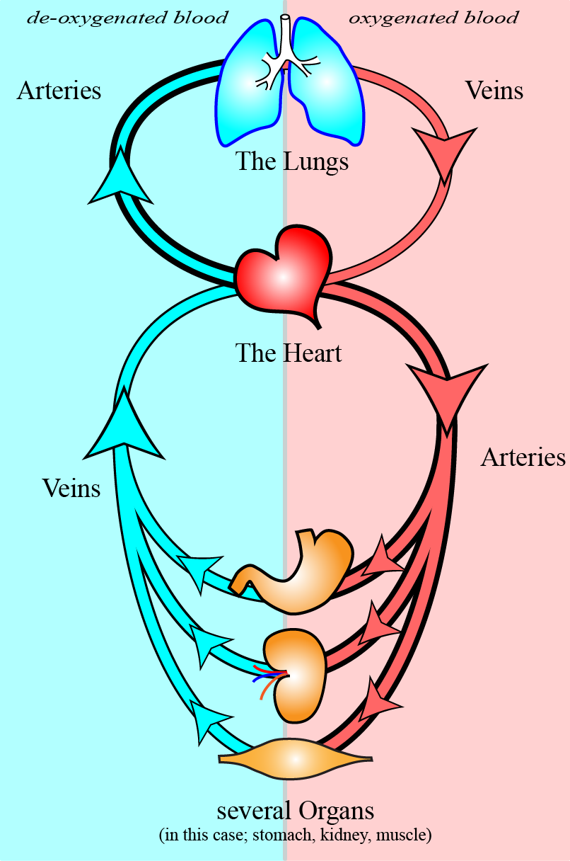 Diagram of the Systemic Circulation